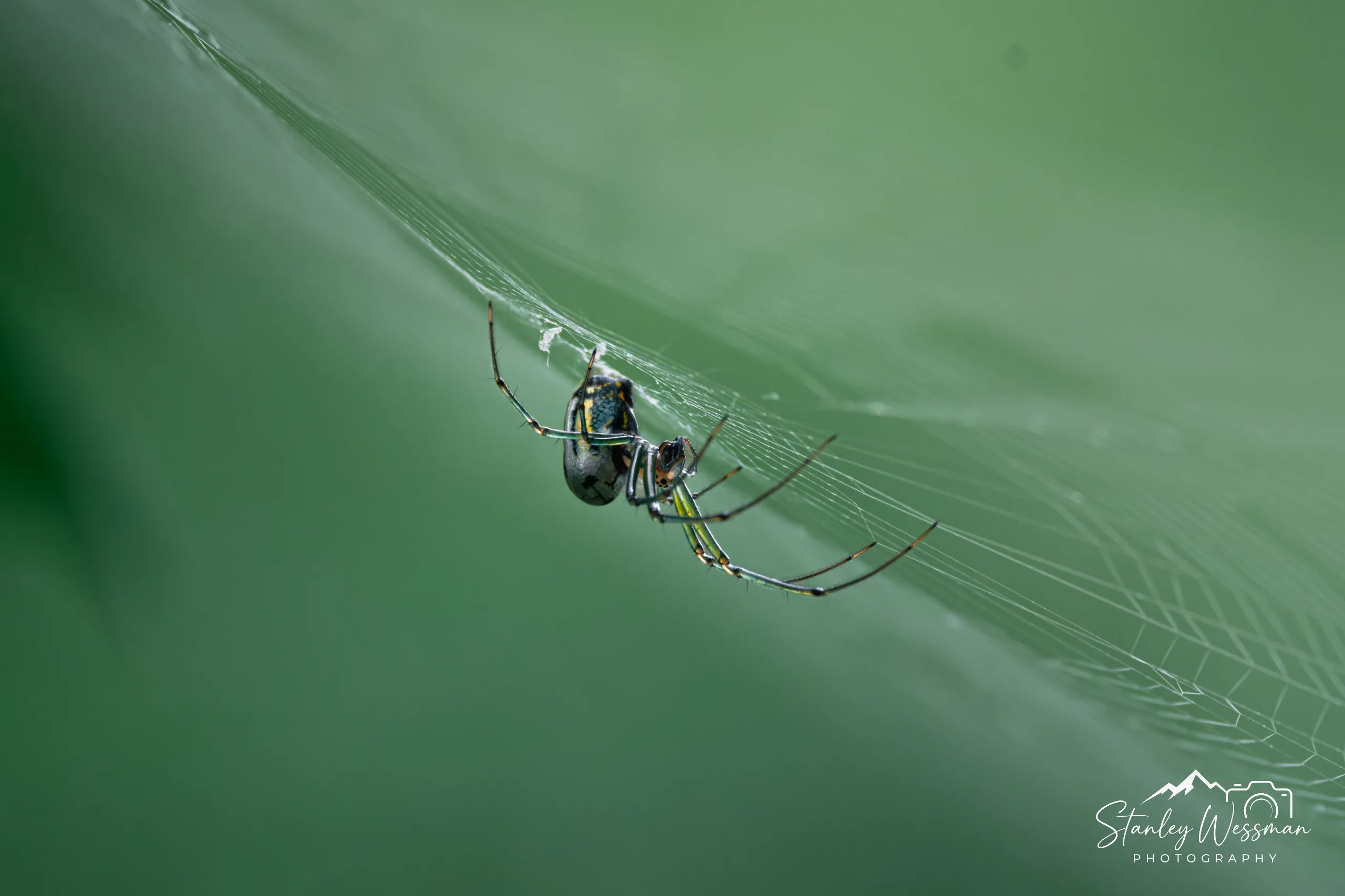 Arachnid