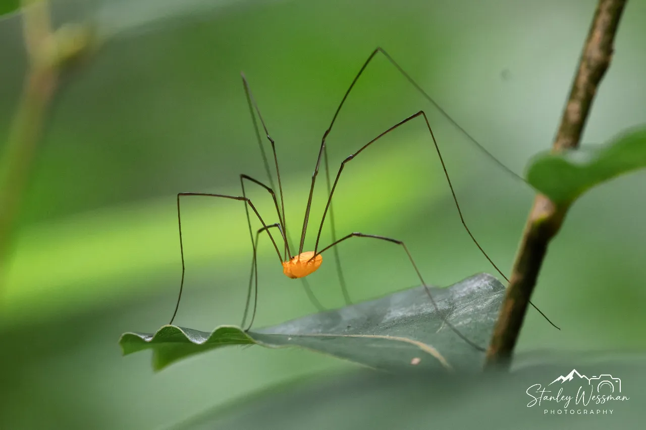 Longlegs