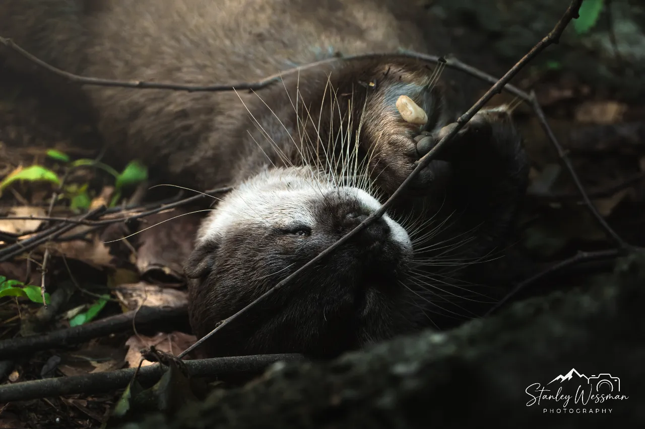 Otter with Rock