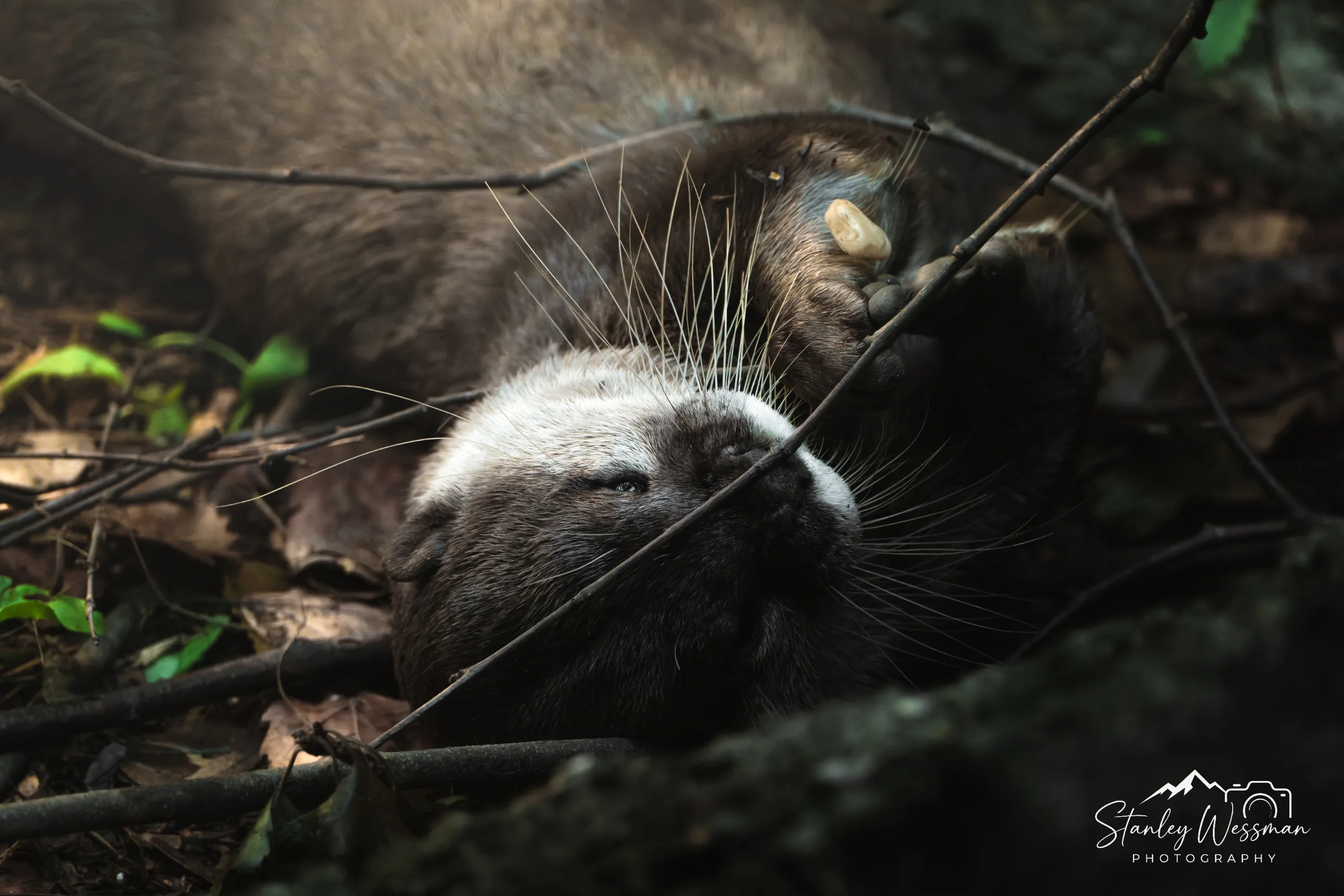 Otter with Rock