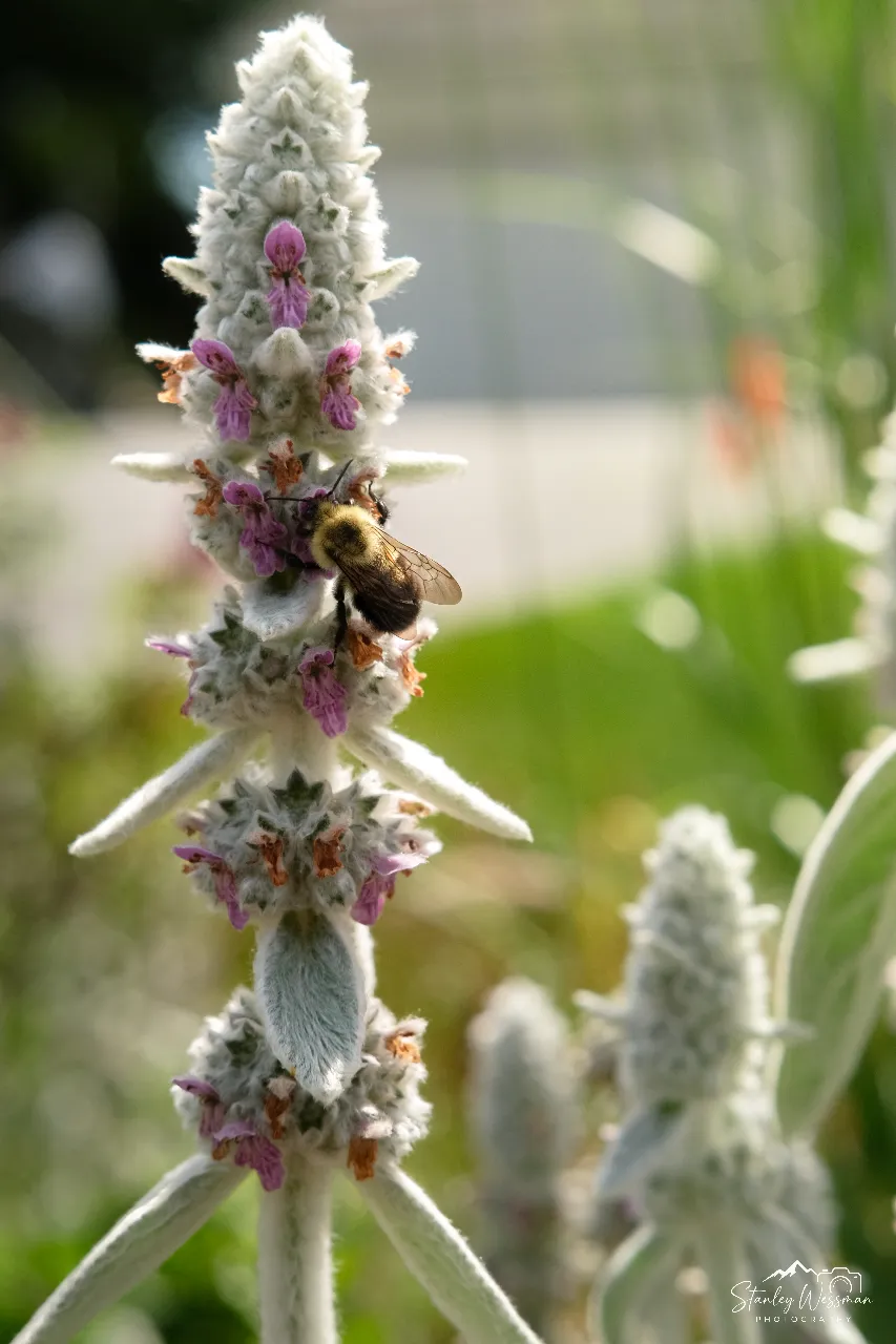 Summer Bee