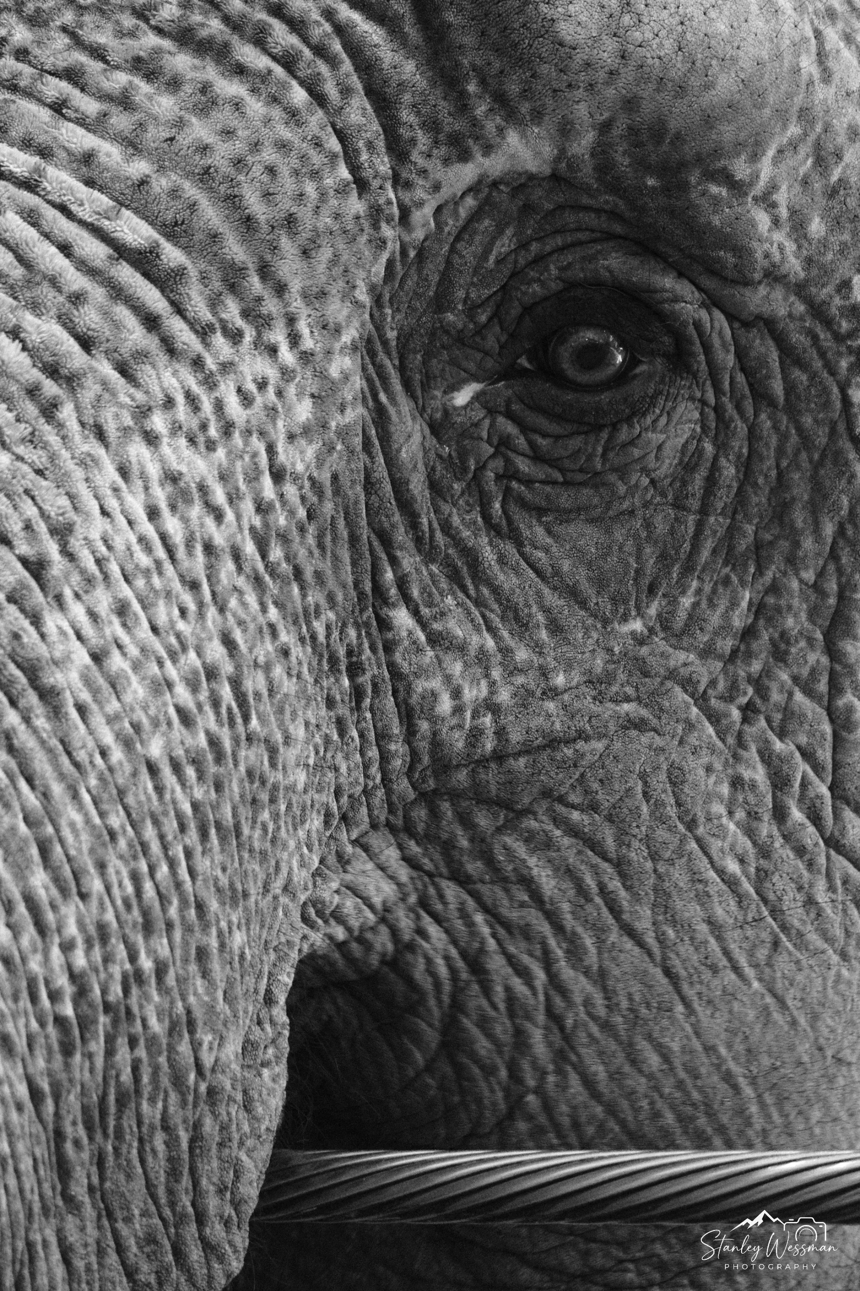 Eye of the Elephant